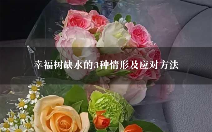 幸福树缺水的3种情形及应对方法