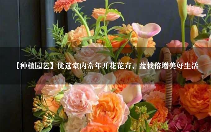 【种植园艺】优选室内常年开花花卉，盆栽倍增美好生活