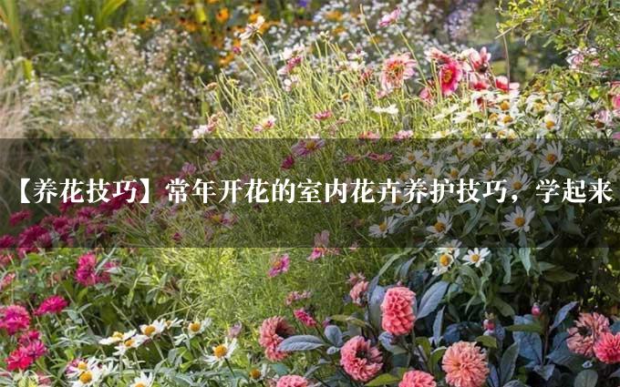 【养花技巧】常年开花的室内花卉养护技巧，学起来