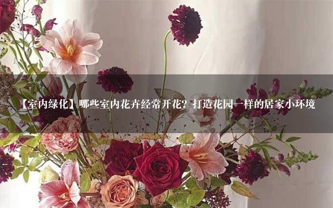 【室内绿化】哪些室内花卉经常开花？打造花园一样的居家小环境