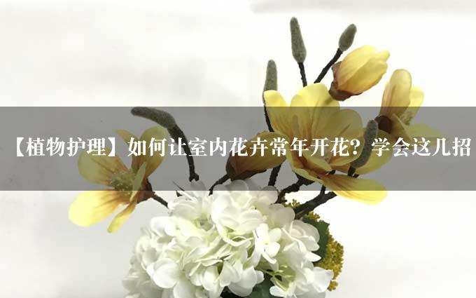 【植物护理】如何让室内花卉常年开花？学会这几招