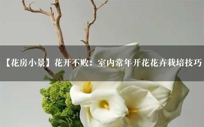 【花房小景】花开不败：室内常年开花花卉栽培技巧