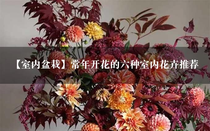 【室内盆栽】常年开花的六种室内花卉推荐