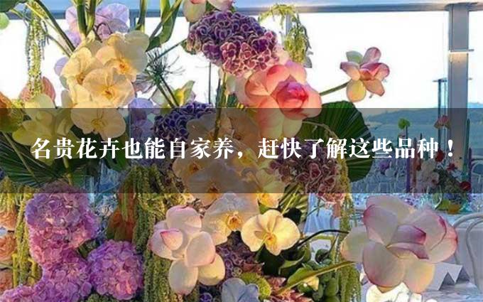 名贵花卉也能自家养，赶快了解这些品种！