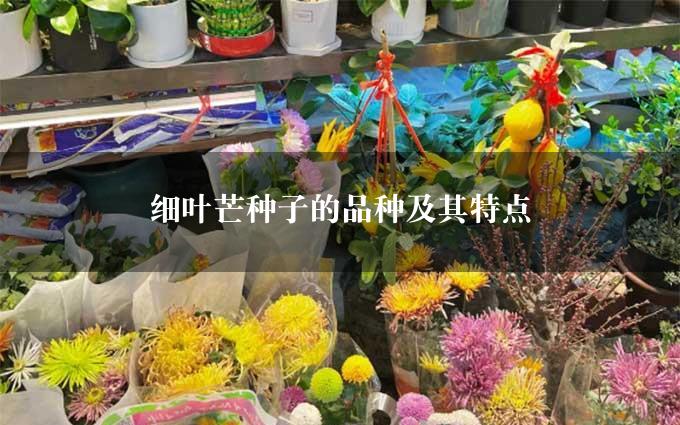 细叶芒种子的品种及其特点