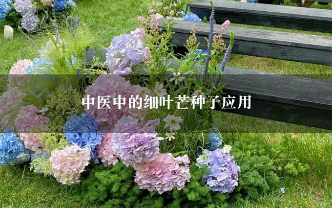 中医中的细叶芒种子应用