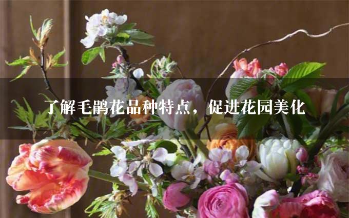 了解毛鹃花品种特点，促进花园美化