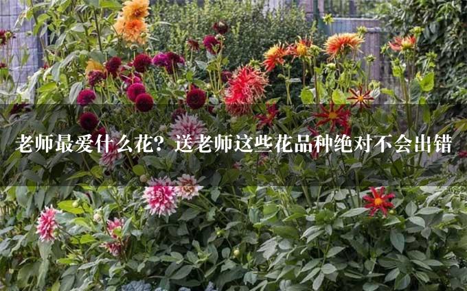 老师最爱什么花？送老师这些花品种绝对不会出错