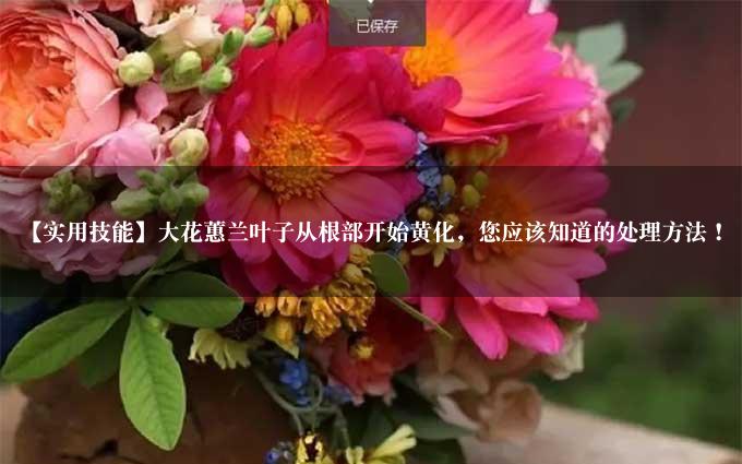 【实用技能】大花蕙兰叶子从根部开始黄化，您应该知道的处理方法！