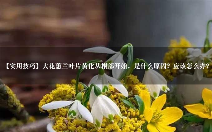 【实用技巧】大花蕙兰叶片黄化从根部开始，是什么原因？应该怎么办？