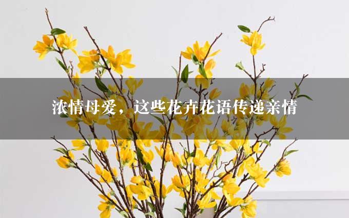 浓情母爱，这些花卉花语传递亲情