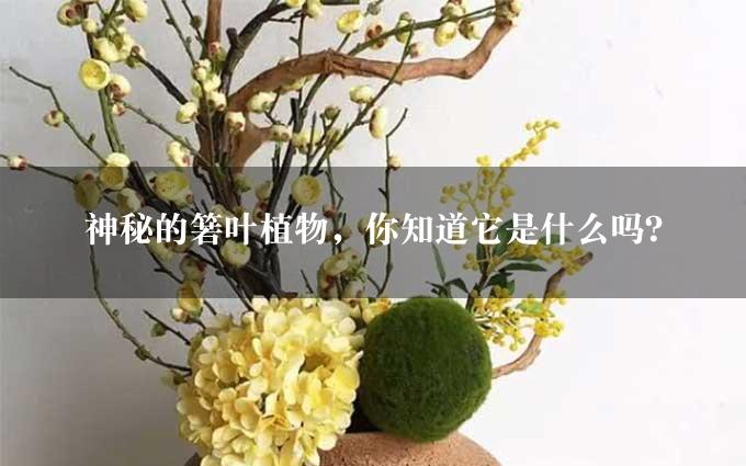 神秘的箬叶植物，你知道它是什么吗？