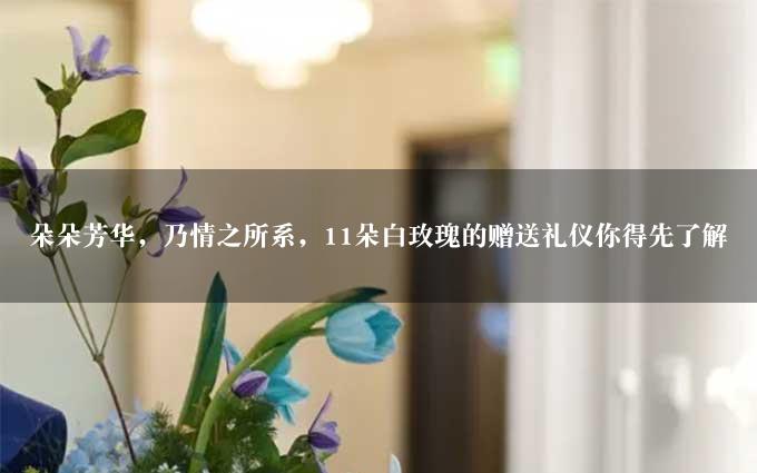 朵朵芳华，乃情之所系，11朵白玫瑰的赠送礼仪你得先了解