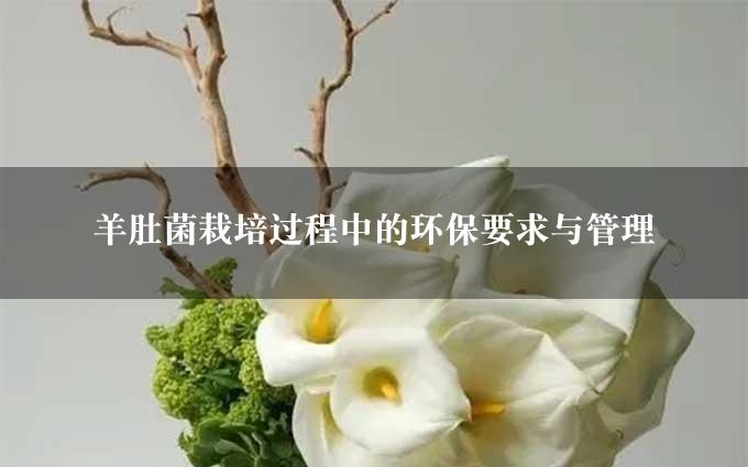 羊肚菌栽培过程中的环保要求与管理