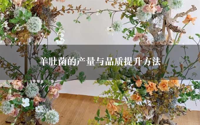 羊肚菌的产量与品质提升方法