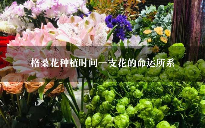 格桑花种植时间一支花的命运所系