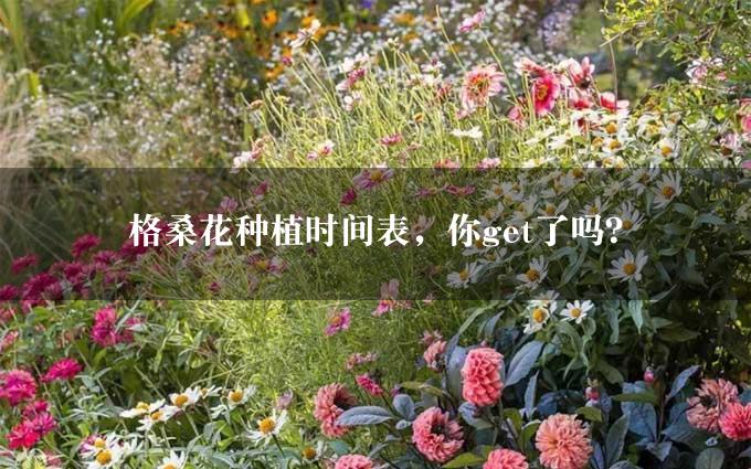 格桑花种植时间表，你get了吗？