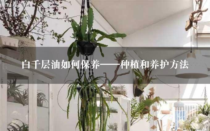 白千层油如何保养——种植和养护方法