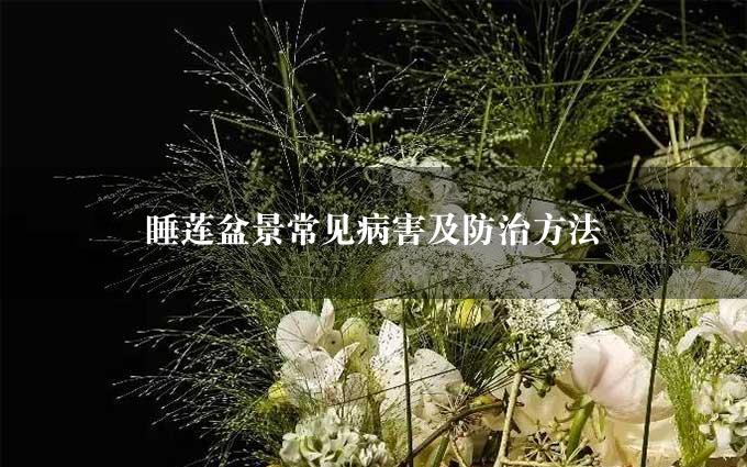 睡莲盆景常见病害及防治方法