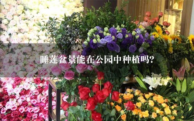 睡莲盆景能在公园中种植吗？