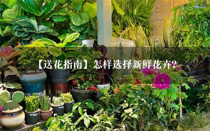 【送花指南】怎样选择新鲜花卉？