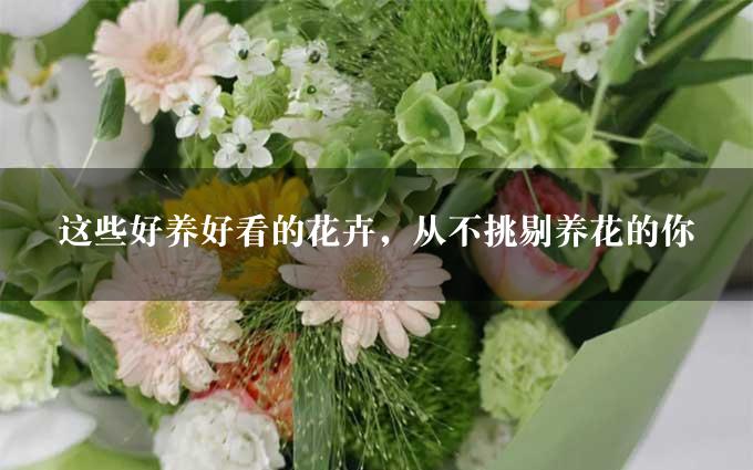 这些好养好看的花卉，从不挑剔养花的你