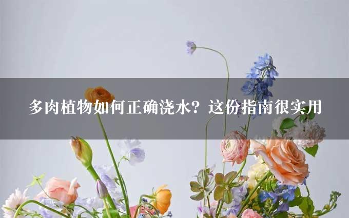 多肉植物如何正确浇水？这份指南很实用