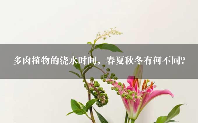 多肉植物的浇水时间，春夏秋冬有何不同？