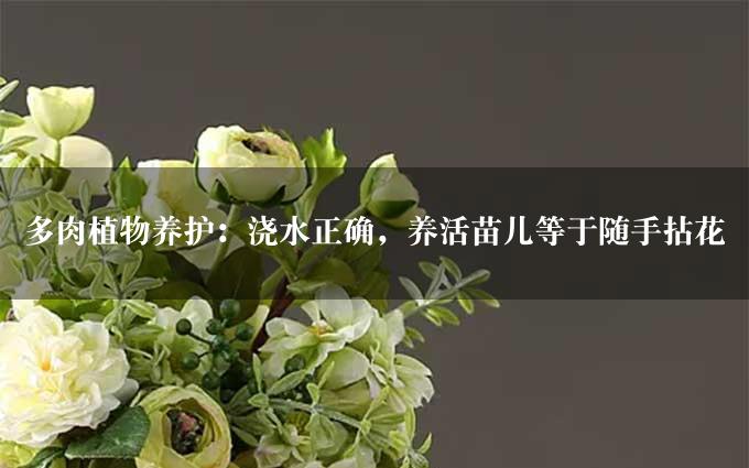 多肉植物养护：浇水正确，养活苗儿等于随手拈花