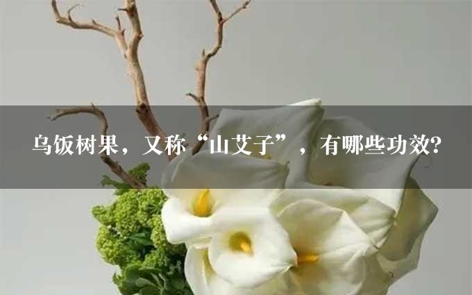 乌饭树果，又称“山艾子”，有哪些功效？