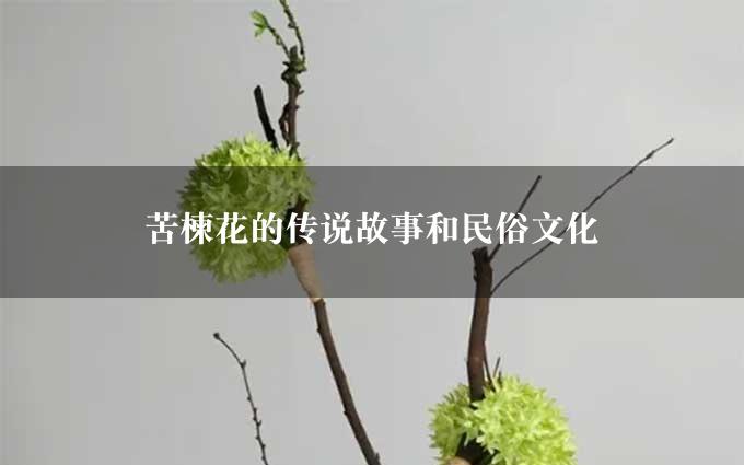 苦楝花的传说故事和民俗文化