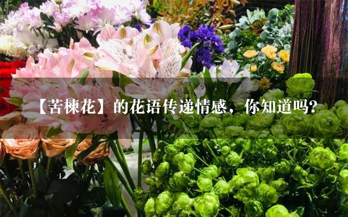 【苦楝花】的花语传递情感，你知道吗？