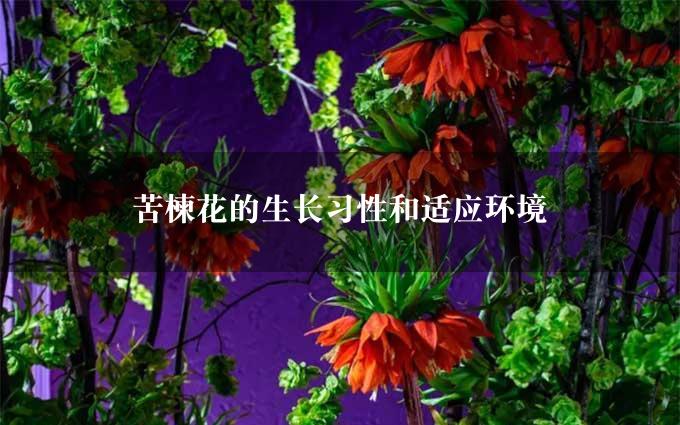 苦楝花的生长习性和适应环境