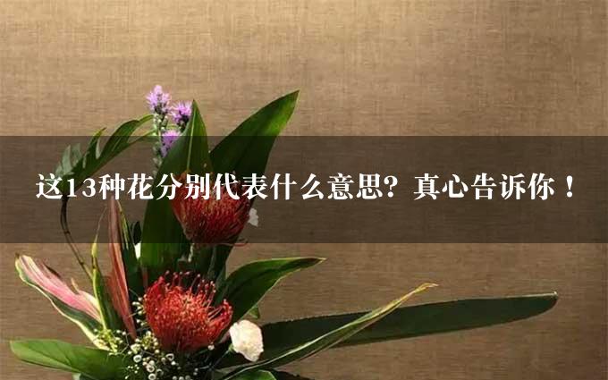 这13种花分别代表什么意思？真心告诉你！