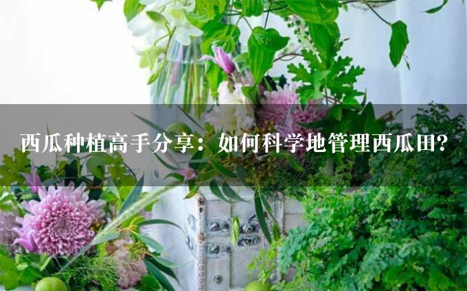 西瓜种植高手分享：如何科学地管理西瓜田？