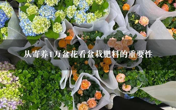 从寄养1万盆花看盆栽肥料的重要性