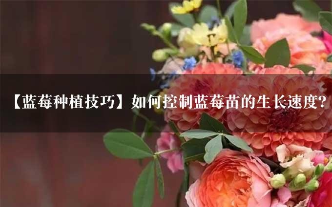 【蓝莓种植技巧】如何控制蓝莓苗的生长速度？