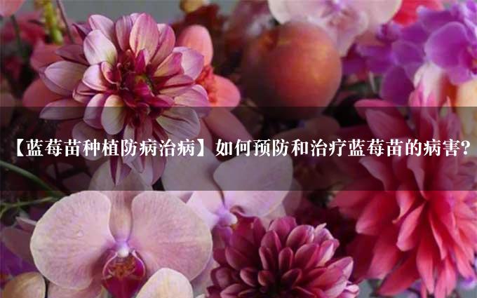 【蓝莓苗种植防病治病】如何预防和治疗蓝莓苗的病害？