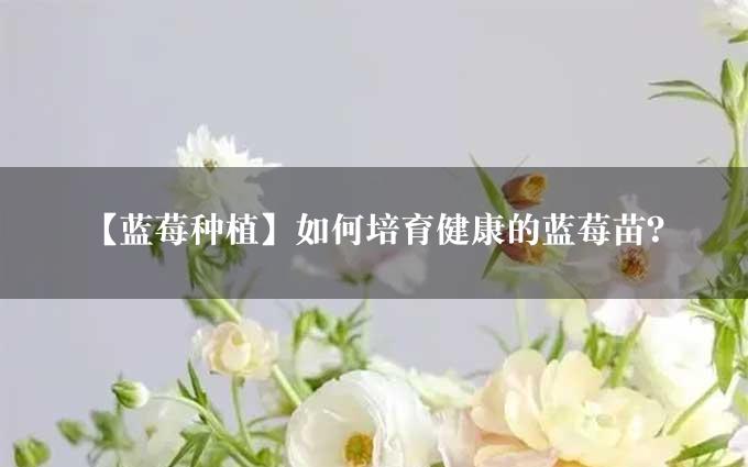 【蓝莓种植】如何培育健康的蓝莓苗？