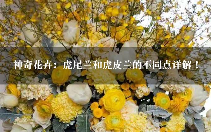 神奇花卉：虎尾兰和虎皮兰的不同点详解！