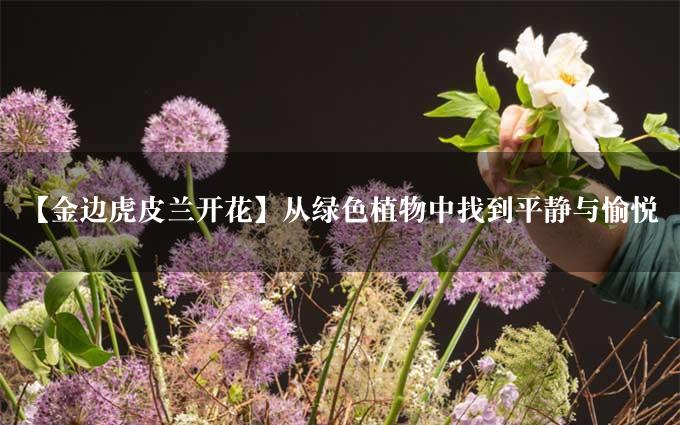 【金边虎皮兰开花】从绿色植物中找到平静与愉悦