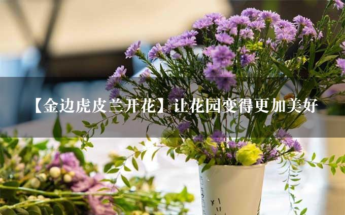 【金边虎皮兰开花】让花园变得更加美好