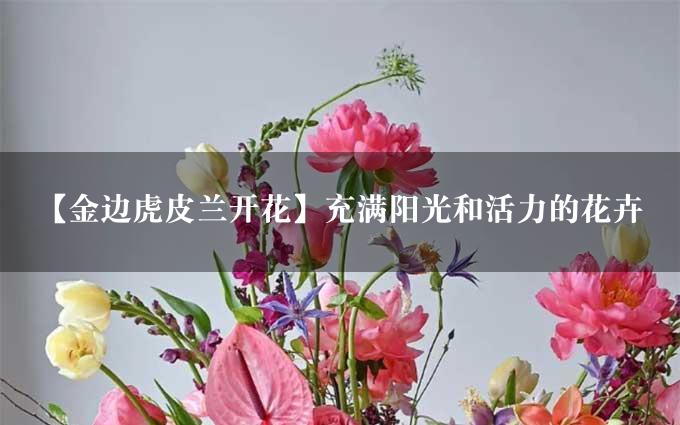 【金边虎皮兰开花】充满阳光和活力的花卉