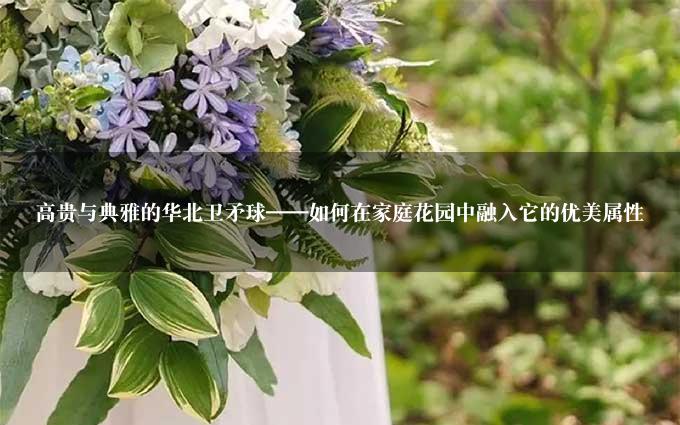 高贵与典雅的华北卫矛球——如何在家庭花园中融入它的优美属性