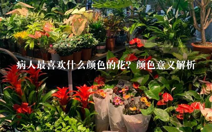 病人最喜欢什么颜色的花？颜色意义解析