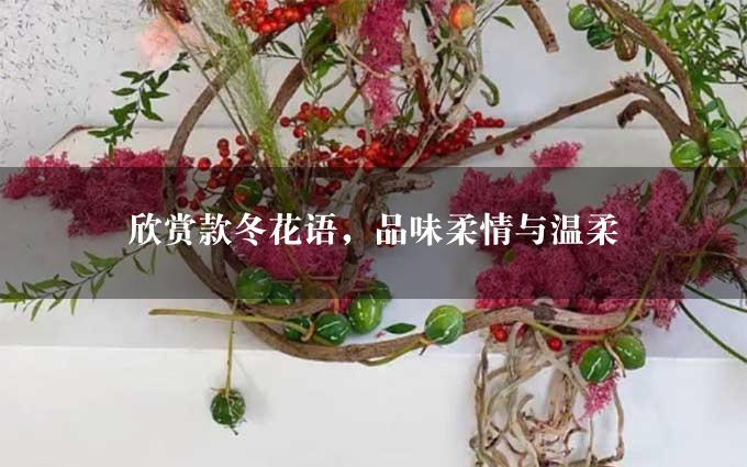 欣赏款冬花语，品味柔情与温柔