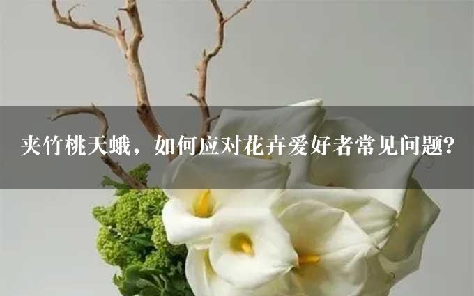 夹竹桃天蛾，如何应对花卉爱好者常见问题？