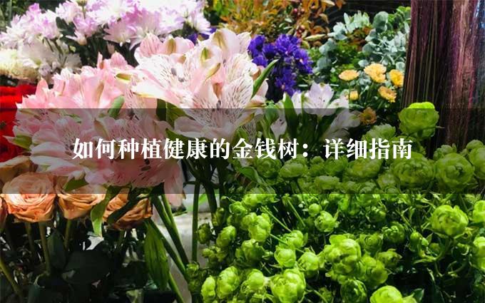 如何种植健康的金钱树：详细指南