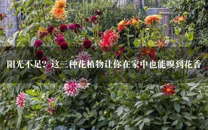 阳光不足？这三种花植物让你在家中也能嗅到花香