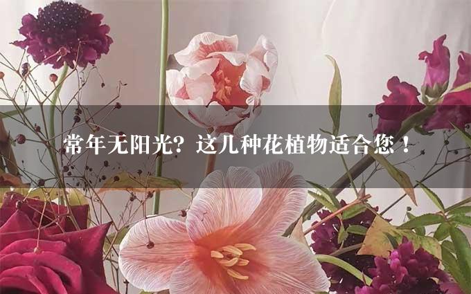 常年无阳光？这几种花植物适合您！